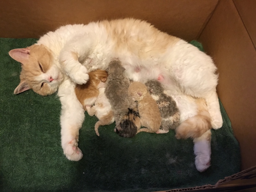Baby with Momo kittens, Jan 2016